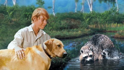 Rascal - Ein Frechdachs im Maisbeet Bild 2