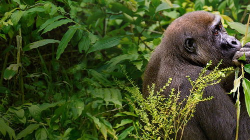 Gorillas hautnah Bild 3