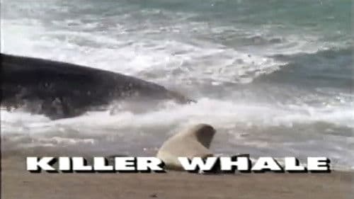 Predators of the Wild: Killer Whale Bild 1