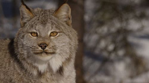 The Mighty Northwest Bild 2