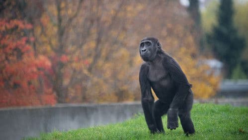 Gorilí povídání Bild 1