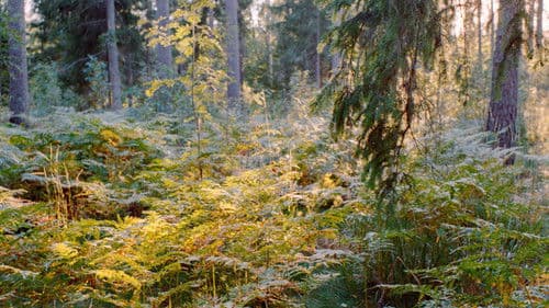 Ära ole uhke Bild 1