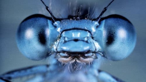 Mikrokosmos - Das Volk der Gräser Bild 2