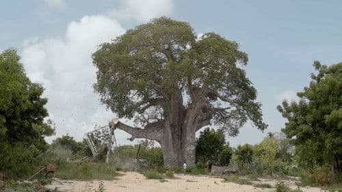 Die Zähmung der Bäume Bild 5