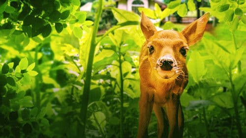 Backyard Wilderness Bild 2