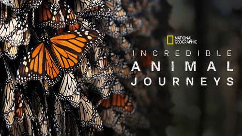 Unglaubliche Tierwanderungen Bild 2