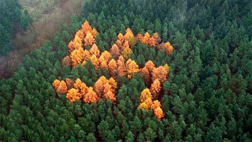 The Story of the Swastika Bild 1