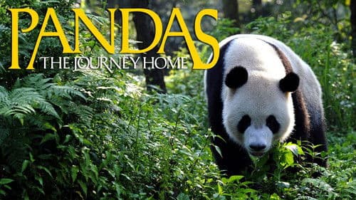 Pandas: The Journey Home Bild 1
