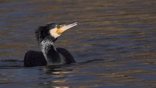 Vad Szigetköz - A szárazföldi delta Bild 1
