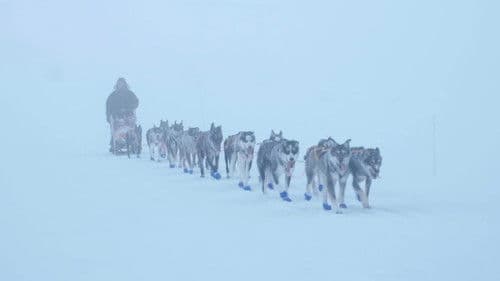 Monsen og hundene Bild 1