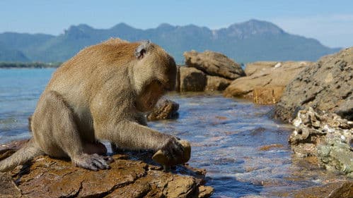 Monkey Planet Bild 4