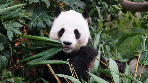 Asiens tierische Freaks Bild 3