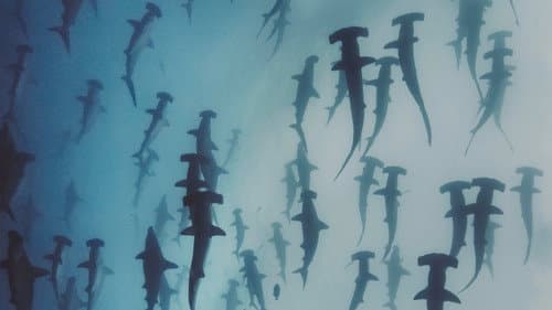 Nature's Strangest Mysteries: Solved Bild 1