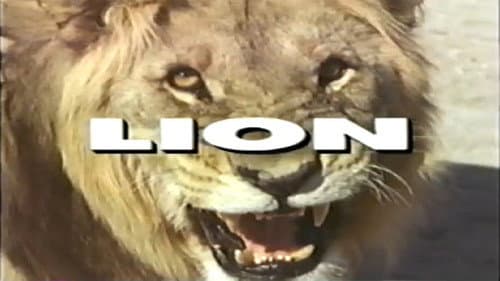 Predators of the Wild: Lion Bild 1