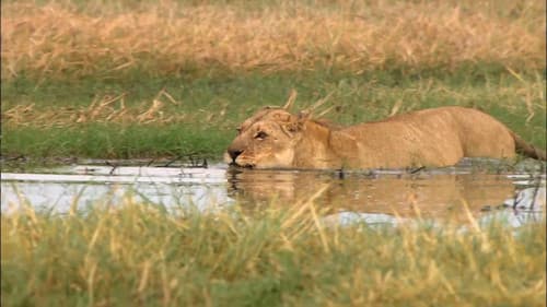 Swamp Lions Bild 3