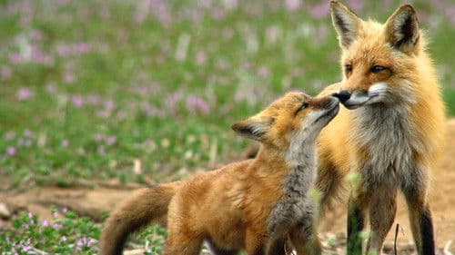 Incredible Animal Moments Bild 1