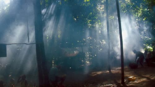 Song from the Forest Bild 3