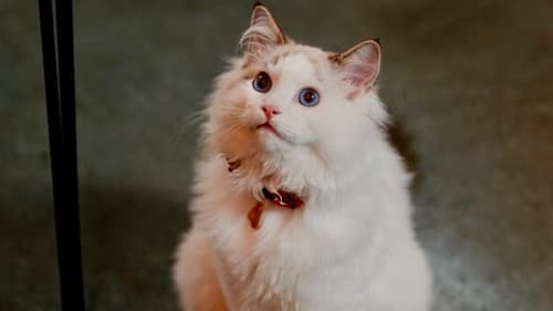 Christmas at the Catnip Café Bild 3