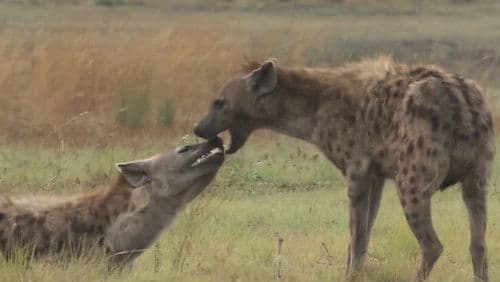 Bonecrusher Queens Bild 1