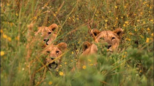 Das perfekte Löwen-Rudel Bild 5