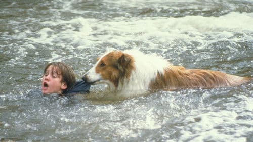 Lassie Bild 1