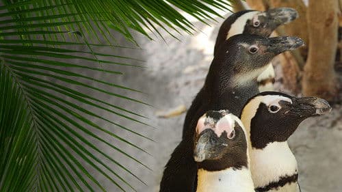 Zoogeflüster: Tampa Bild 4