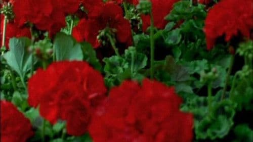 Notre musique Bild 6