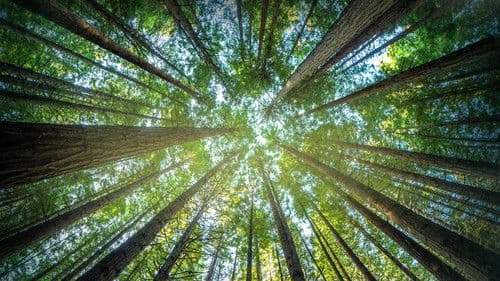 Timber Titans Bild 1