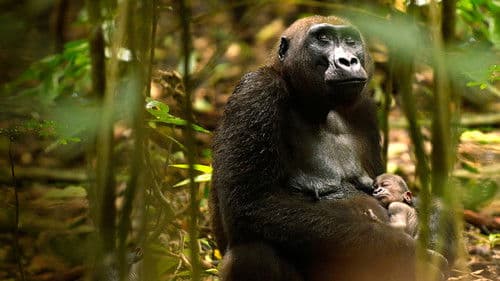 Gorillas hautnah Bild 4