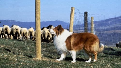 Lassie Bild 3