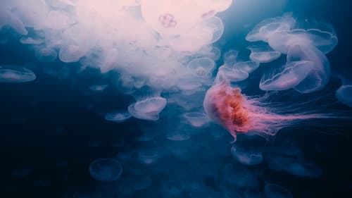 Voyage of Time: Life's Journey Bild 8