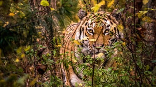 Russia's Wild Tiger Bild 6