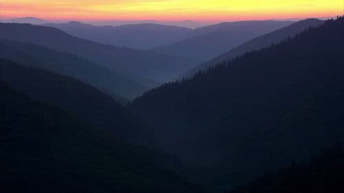 Der unsichtbare Puma - Ein Besucher in Frankreichs Wäldern? Bild 8