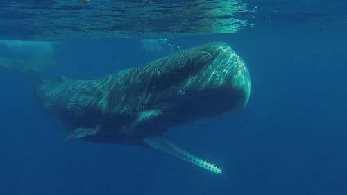 Auf Du und Du mit Pottwalen Bild 1