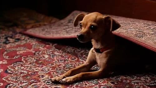 Ping! - Allein zu Haus Bild 1