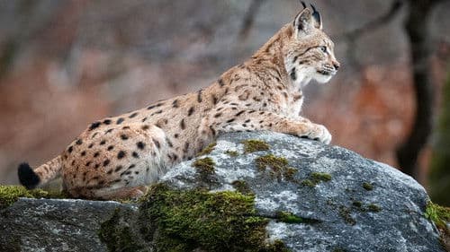 Auf der Fährte des Luchses Bild 1