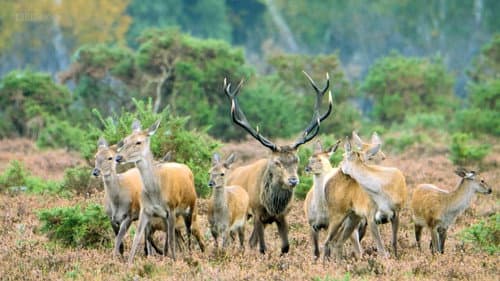 New Forest: A Year in the Wild Wood Bild 1
