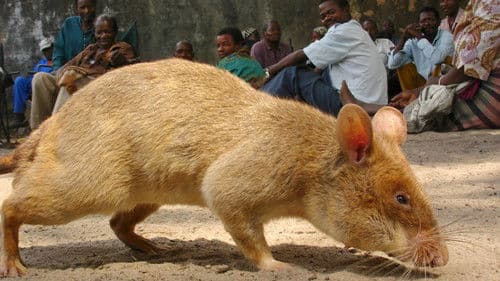 Detecting Danger: Africa's Giant Rats Bild 1