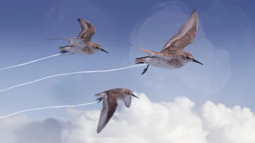 Die wundersame Reise der Watvögel Bild 1