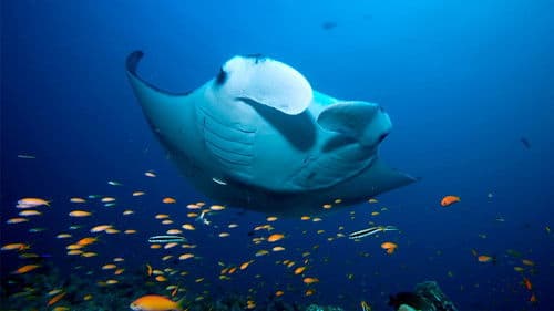 Unser blauer Planet II Bild 4