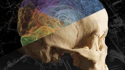 The Violence Paradox Bild 1