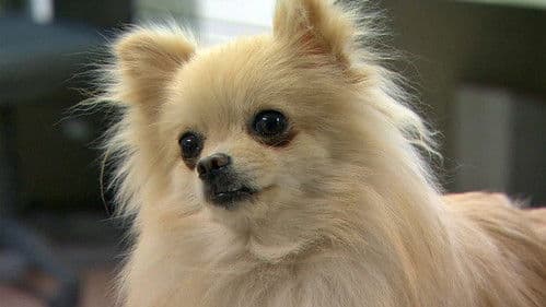 犬を飼うということ Bild 1