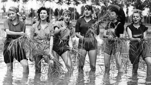 Bitterer Reis Bild 1