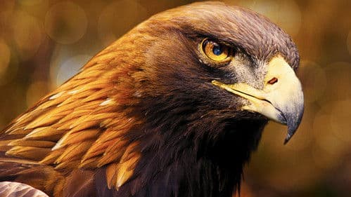 Iberia's Woodlands: Life on the Edge Bild 1