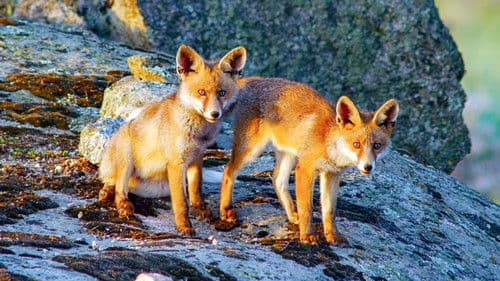 Iberia's Woodlands: Life on the Edge Bild 4