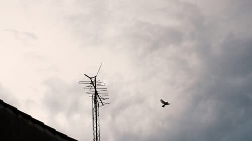 Hogar una jaula Bild 3