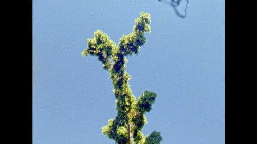 الحديقة السريّة Bild 3