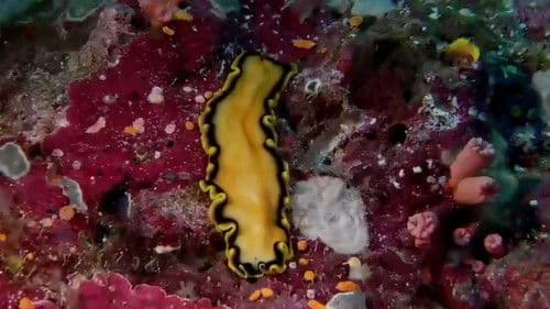 Coral Sea Dreaming: Awaken Bild 1