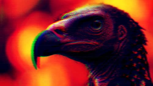 The Uncle Donald Spit Olympics Bild 1