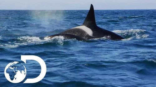 Orcas Beutezug vor Südafrika Bild 2